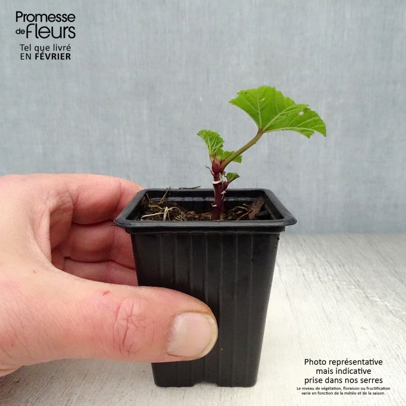 Malva sylvestris - Malva selvatica Vasetto da 7/8 cm esemplare consegnato in inverno