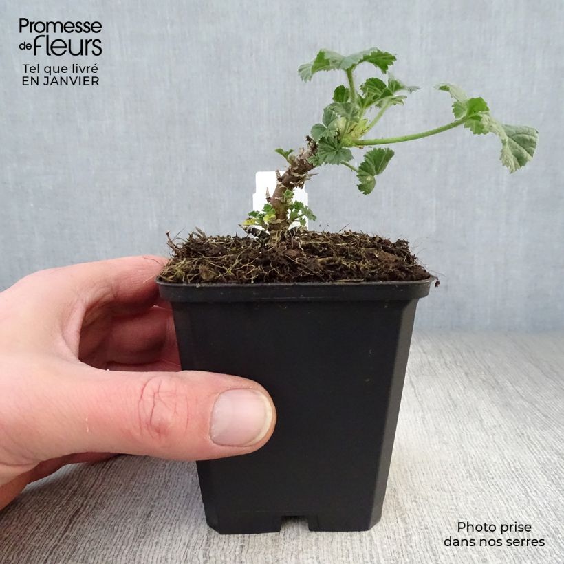 Malva sylvestris Primley Blue - Malva selvatica Vasetto da 8/9 cm esemplare consegnato in inverno