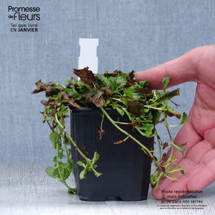 Mazus reptans Albus Vasetto da 8/9 cm esemplare consegnato in inverno