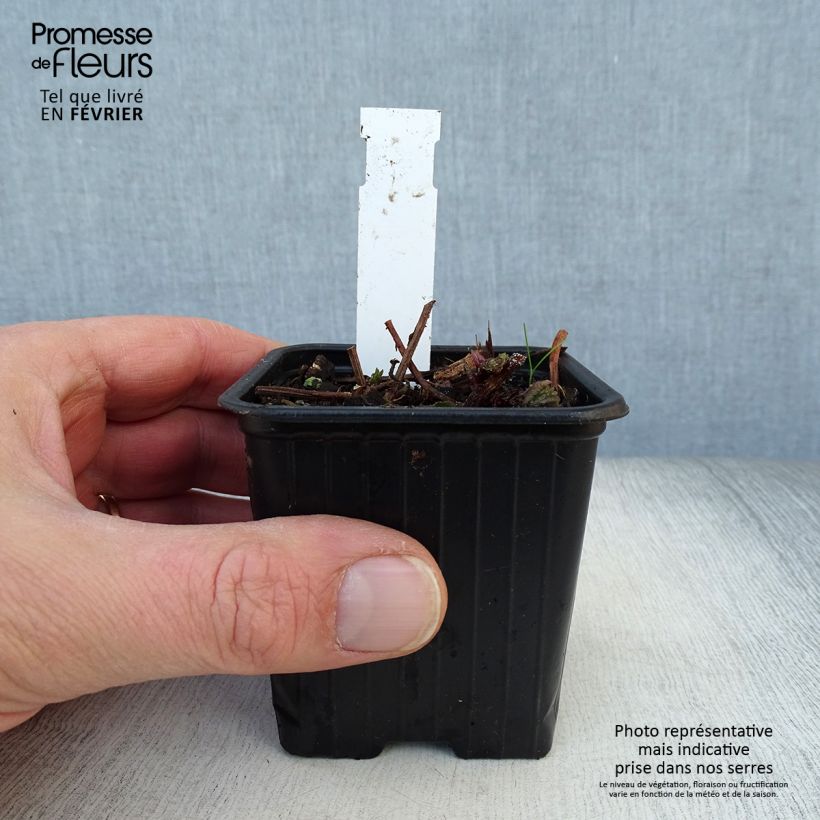 Meehania urticifolia Japan Blau Vasetto da 8/9 cm esemplare consegnato in inverno