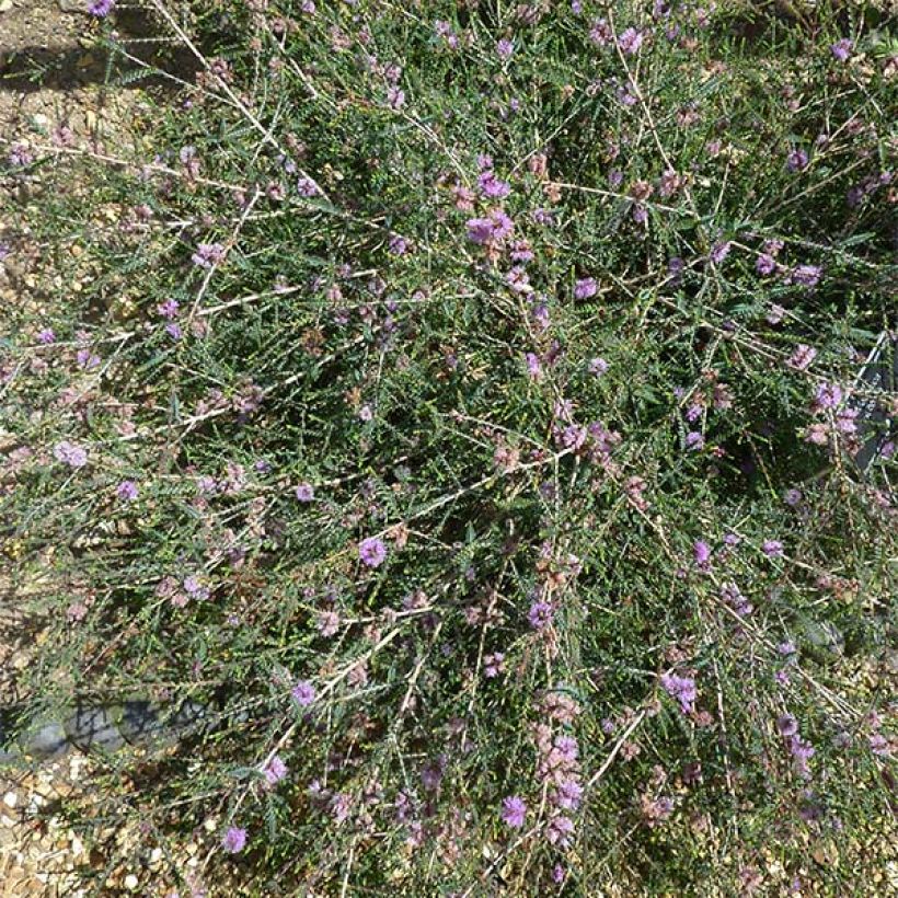 Melaleuca gibbosa (Porto)