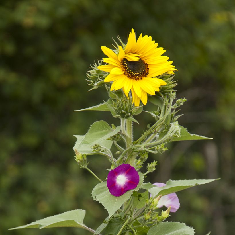 Mistura di fiori per schermo (girasoli e rampicante) (Fioritura)
