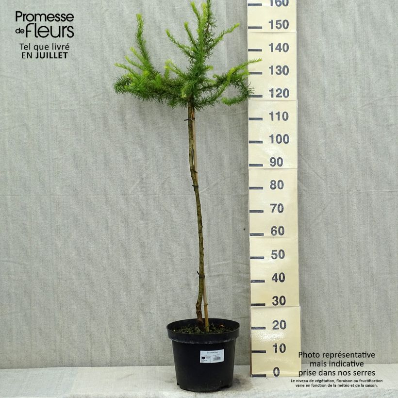 Esemplare di Larix kaempferi Diana Vaso da 12L/15L consegnato in estate