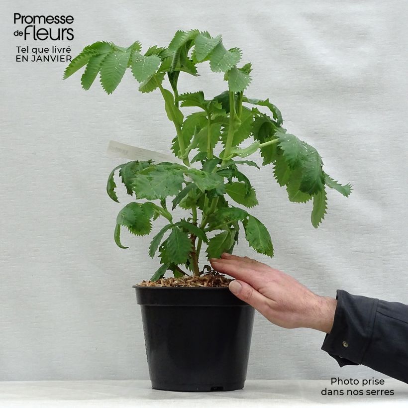 Melianthus major - Melianto maggiore Vaso da 3L/4L esemplare consegnato in inverno