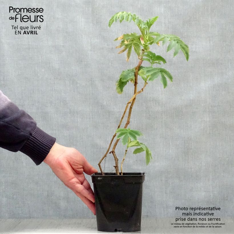 Melianthus major - Melianto maggiore Vaso da 2L/3L esemplare consegnato in primavera