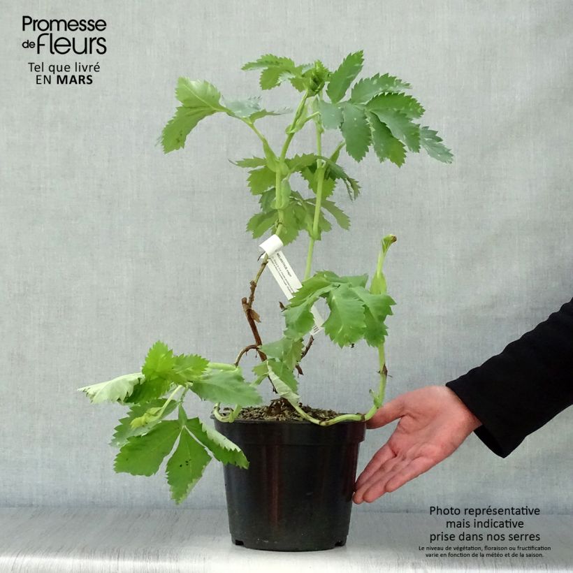 Melianthus major - Melianto maggiore Vaso da 3L/4L esemplare consegnato in primavera