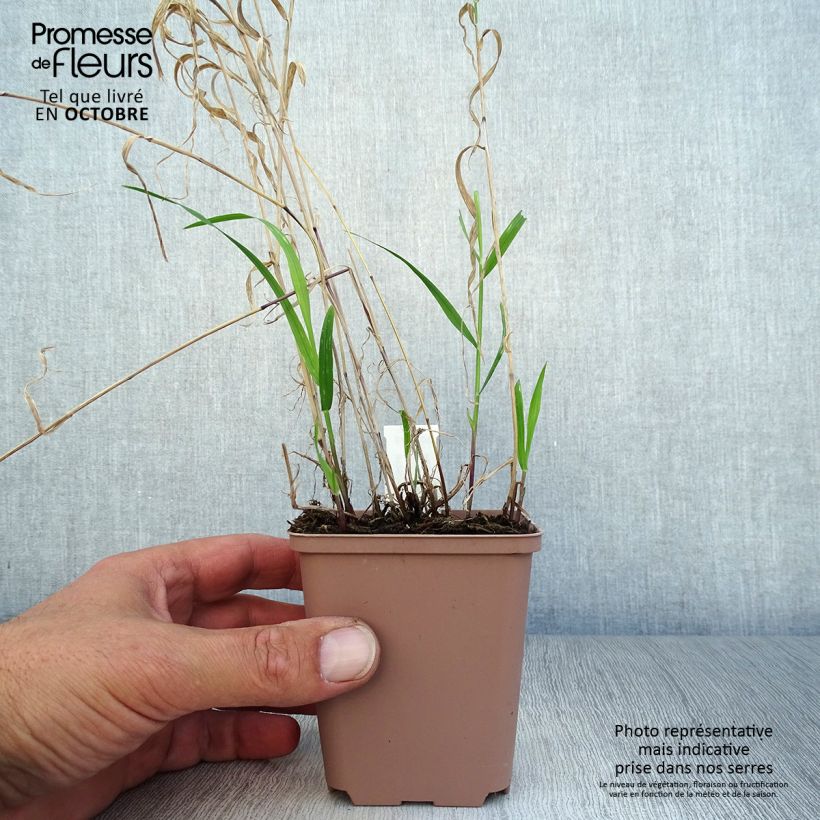 Esemplare di Melica altissima Atropurpurea Vasetto da 8/9 cm come consegnato in autunno