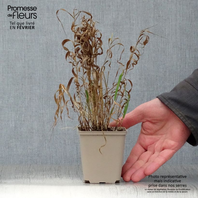 Melica altissima Atropurpurea Vasetto da 8/9 cm esemplare consegnato in inverno