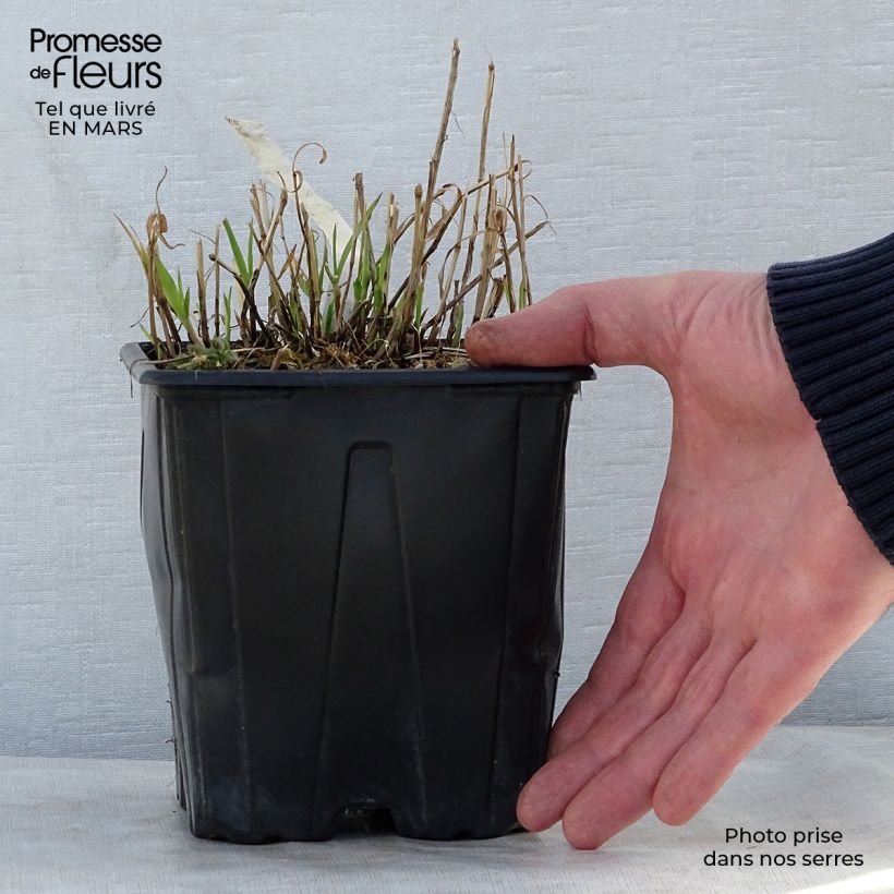 Melica altissima Atropurpurea Vaso da 2L/3L esemplare consegnato in primavera