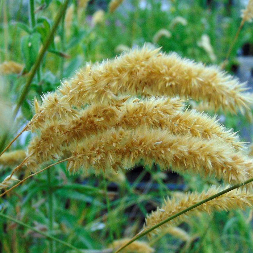 Melica ciliata - Melica barbata (Fioritura)