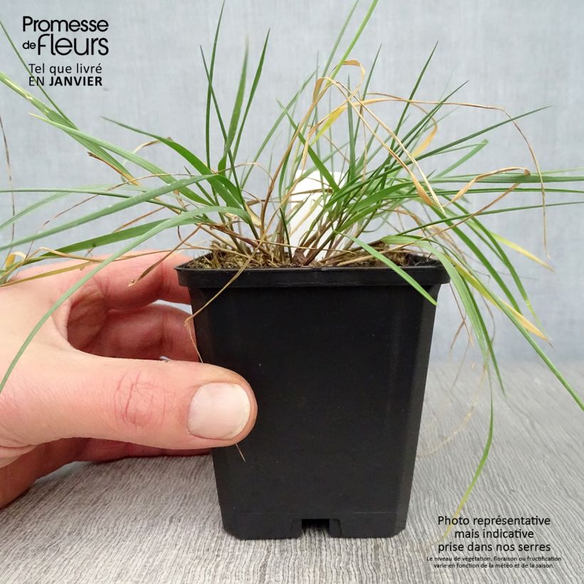 Melica ciliata - Melica barbata Vasetto da 8/9 cm esemplare consegnato in inverno