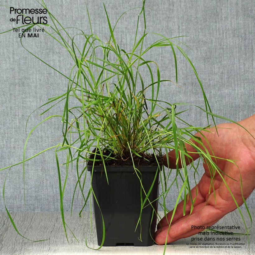 Melica ciliata - Melica barbata Vasetto da 8/9 cm esemplare consegnato in primavera