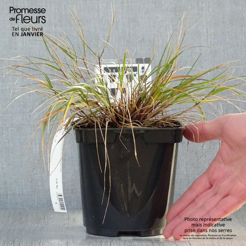 Melica ciliata - Melica barbata Vaso da 2L/3L esemplare consegnato in inverno