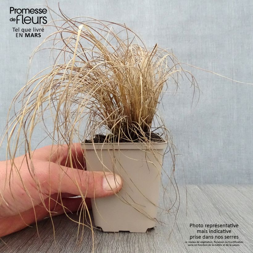Melinis nerviglumis Vasetto da 8/9 cm esemplare consegnato in primavera