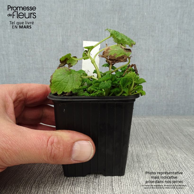 Melissa officinalis Aurea - Melissa vera Vasetto da 8/9 cm esemplare consegnato in inverno
