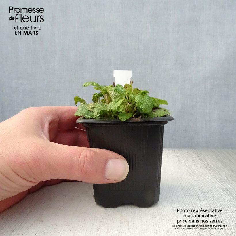 Melissa officinalis Aurea - Melissa vera Vasetto da 8/9 cm esemplare consegnato in primavera