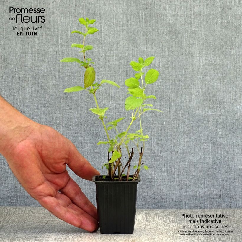 Esemplare di Melissa officinalis Bio - Melissa vera Vasetto da 8/9 cm consegnato in estate