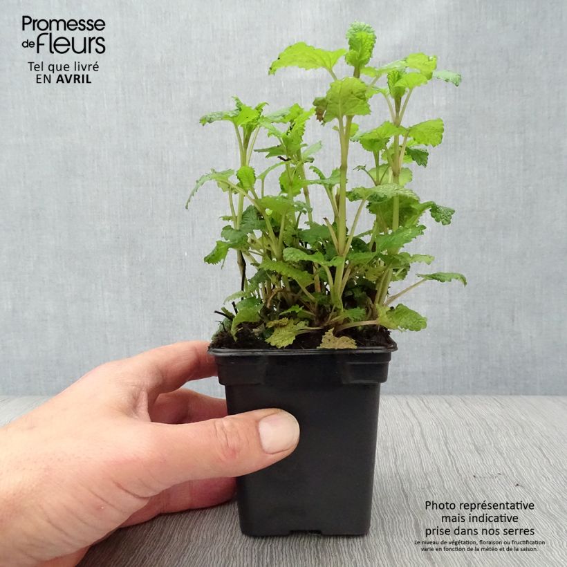 Piantine di Melissa limonina BIO esemplare consegnato in primavera