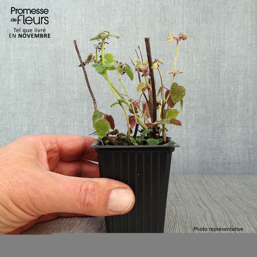 Esemplare di Melissa officinalis Altissima - Melissa vera Vasetto da 7/8 cm come consegnato in autunno