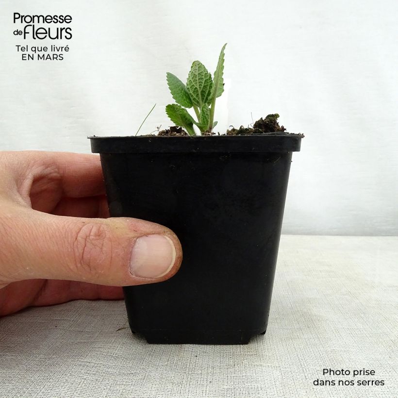 Melittis melissophyllum Alba Vasetto da 8/9 cm esemplare consegnato in primavera