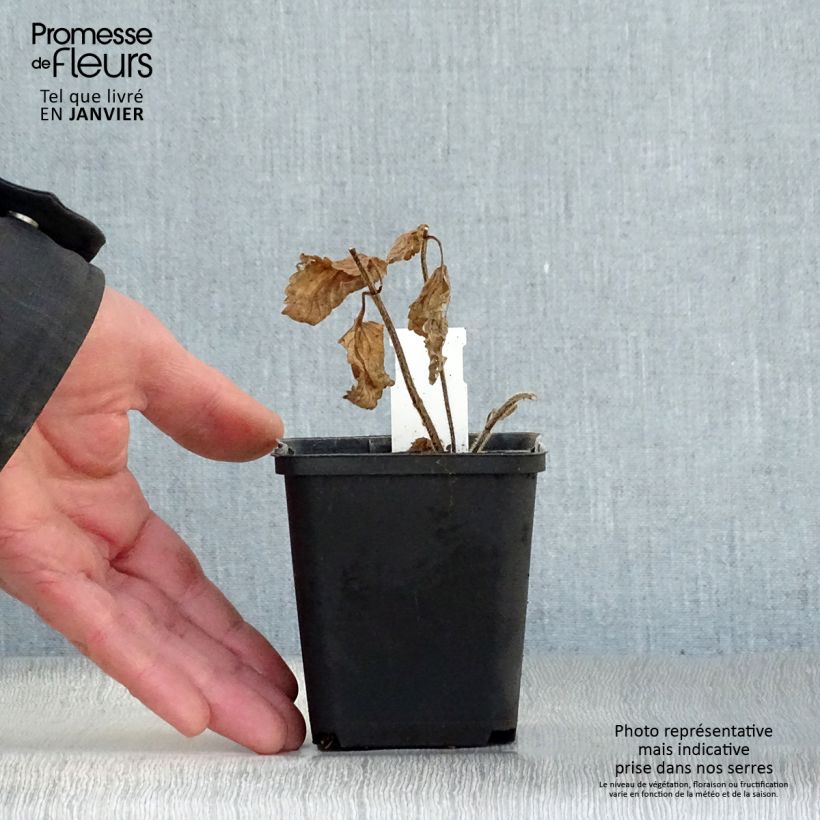 Melittis melissophyllum Alba Vasetto da 8/9 cm esemplare consegnato in inverno