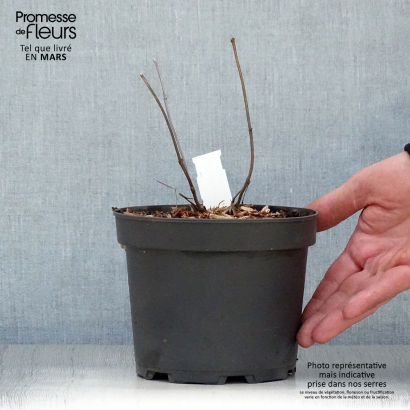 Melittis melissophyllum Alba Vaso da 2L/3L esemplare consegnato in primavera