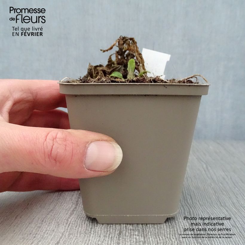 Melittis melissophyllum - Erba limona comune Vasetto da 8/9 cm esemplare consegnato in inverno