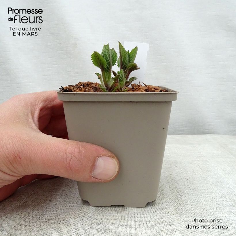 Melittis melissophyllum Royal Velvet Vasetto da 8/9 cm esemplare consegnato in primavera