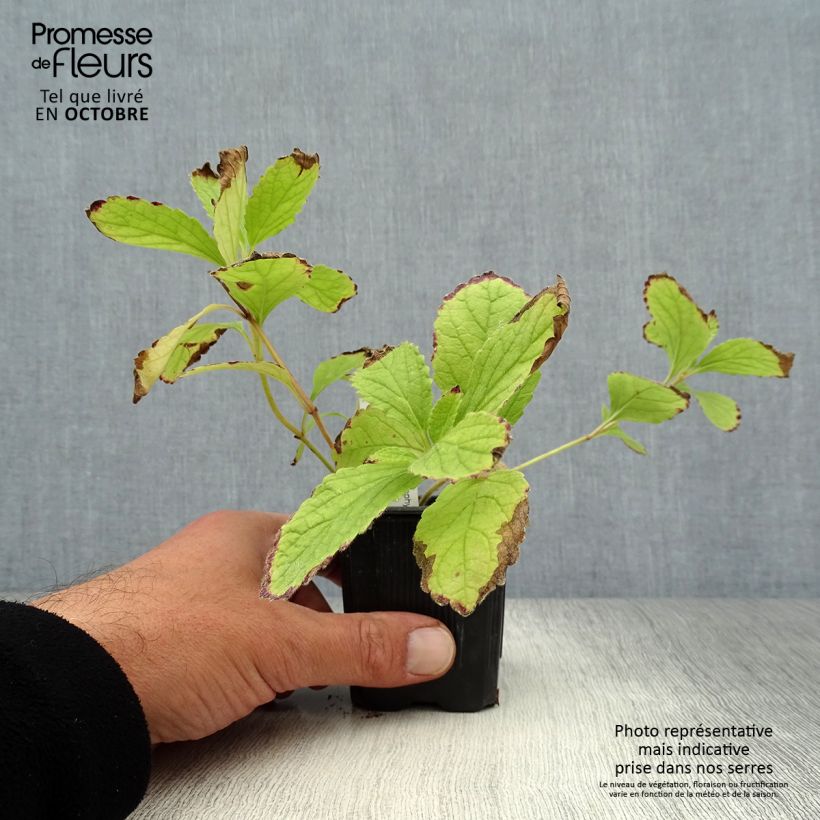 Esemplare di Melittis melissophyllum Royal Velvet Vasetto da 8/9 cm come consegnato in autunno