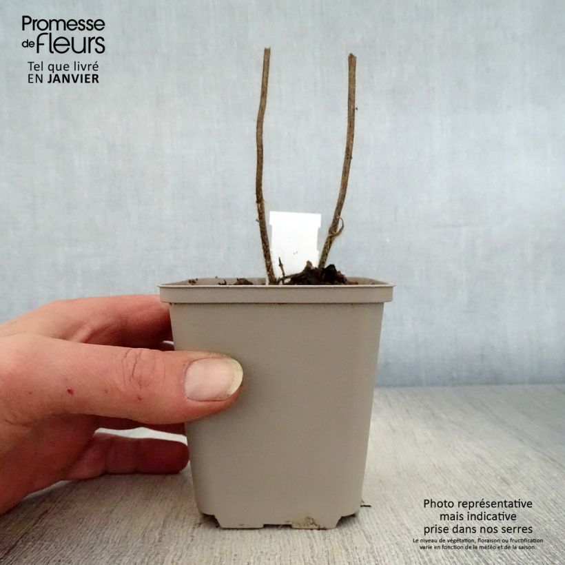 Melittis melissophyllum Royal Velvet Vasetto da 8/9 cm esemplare consegnato in inverno