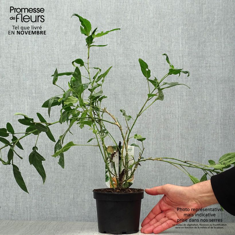 Esemplare di Pepino - Solanum muricatum Vaso da 1,5L/2L come consegnato in autunno