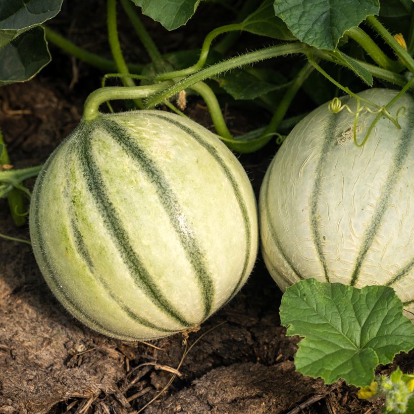 Melone Savor (Raccolta)