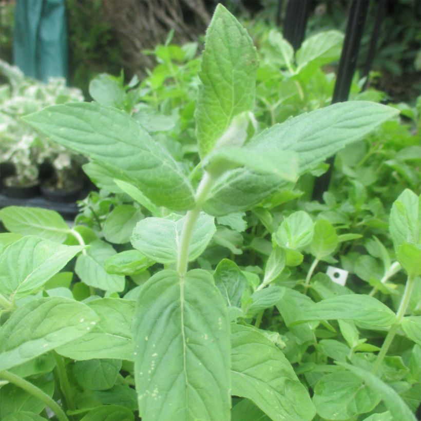Mentha buddleiana - Menta (Fogliame)