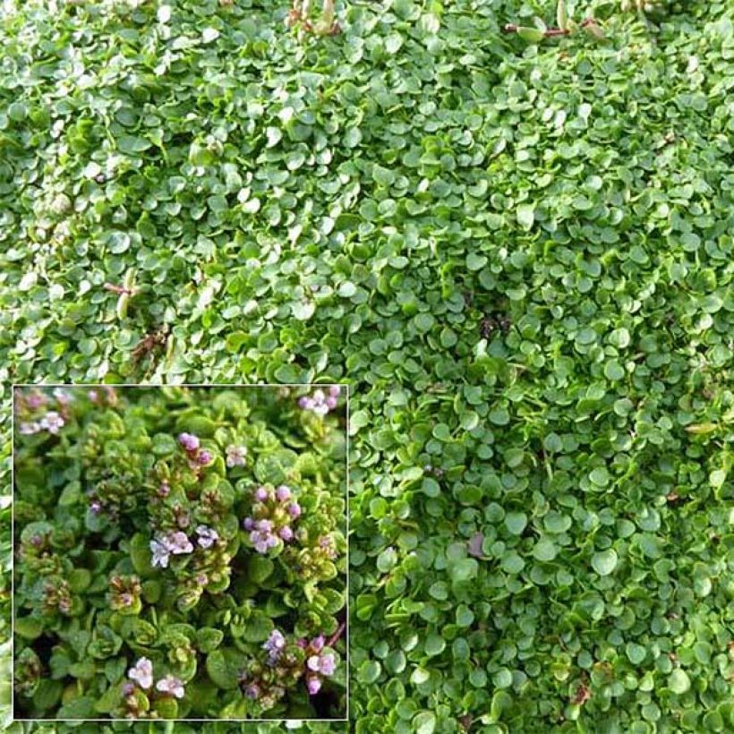 Mentha requienii - Menta (Fioritura)