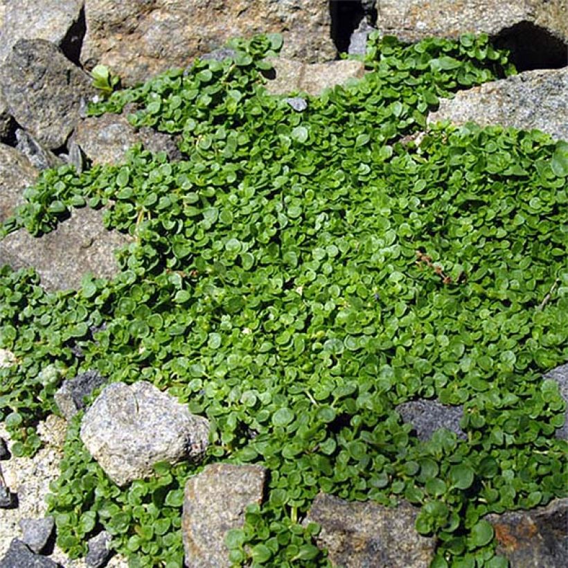 Mentha requienii - Menta (Porto)