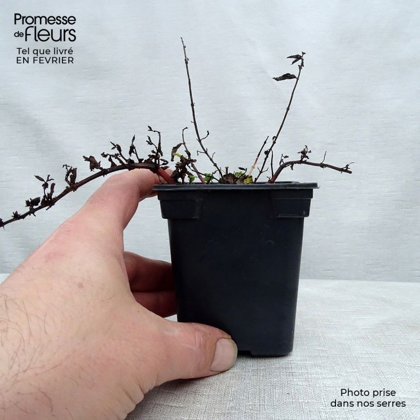 Mentha Algerienne Bio - Menta algerina Vasetto da 7/8 cm esemplare consegnato in inverno