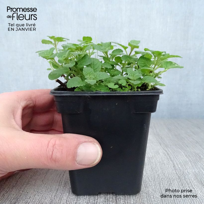 Mentha&#x20;citrata&#x20;Bergamote&#x20;Bio&#x20;-&#x20;Menta&#x20;bergamotto&#x20;Vasetto&#x20;da&#x20;8&#x2F;9&#x20;cm&#x20;esemplare&#x20;consegnato&#x20;in&#x20;inverno