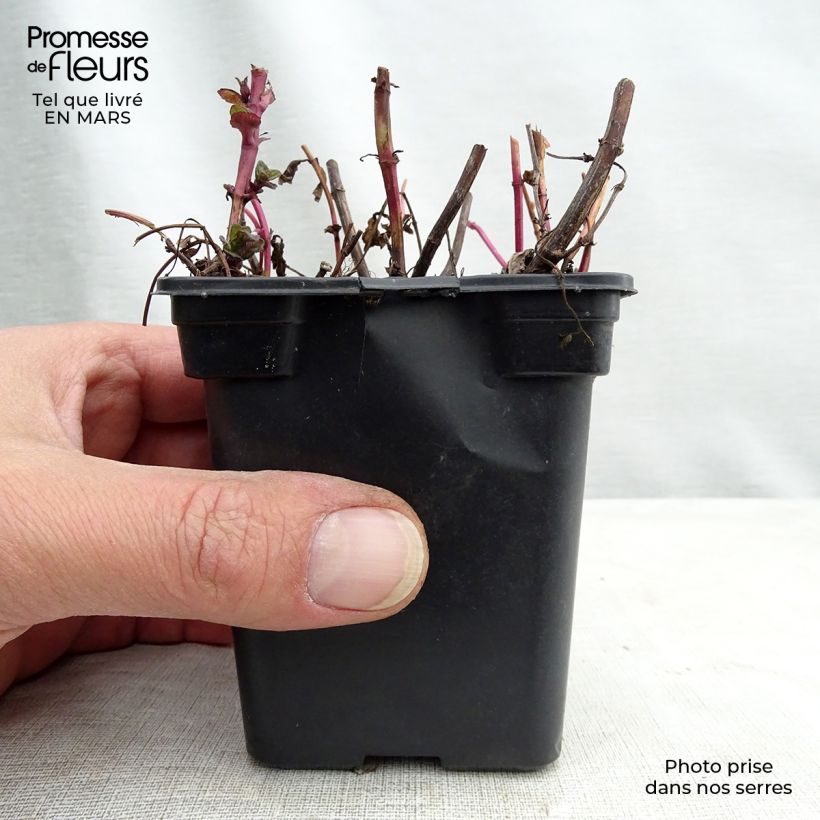 Mentha haplocalyx Bio - Menta Vasetto da 8/9 cm esemplare consegnato in primavera