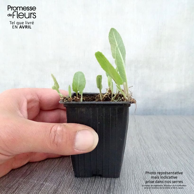 Tanacetum balsamita - Erba-amara balsamica Vasetto da 7/8 cm esemplare consegnato in primavera