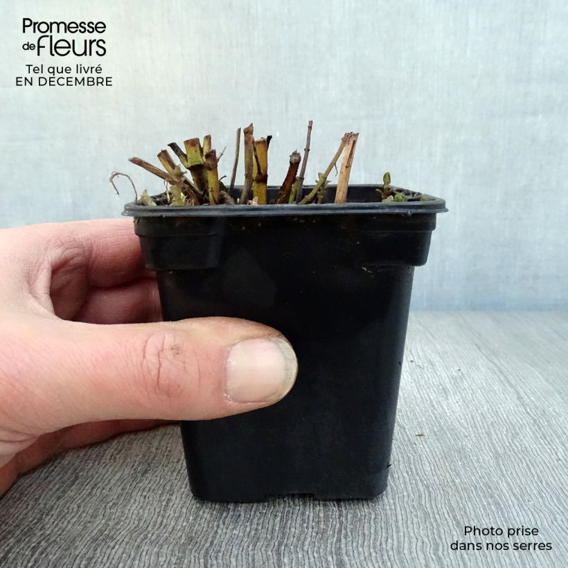 Mentha citrata Eau de Cologne Bio - Menta bergamotto Vasetto da 7/8 cm esemplare consegnato in inverno