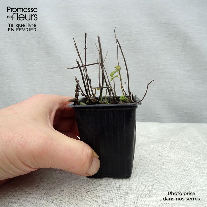 Mentastro verde Fragola Bio Vasetto da 7/8 cm esemplare consegnato in inverno