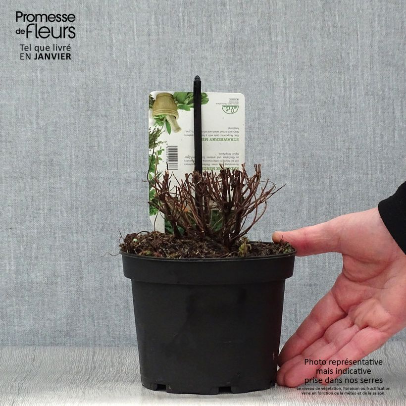 Mentastro verde Fragola Vaso da 1,5L/2L esemplare consegnato in inverno