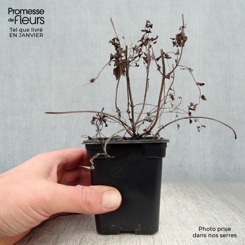 Mentha piperita Ginger Bio - Menta piperita Vasetto da 7/8 cm esemplare consegnato in inverno