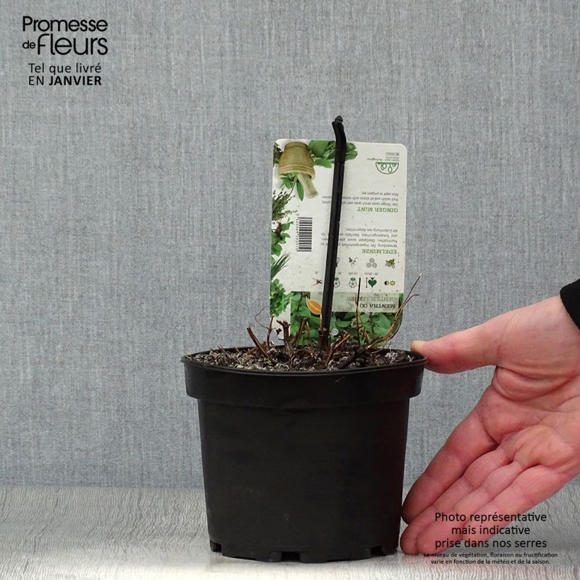 Mentha piperita Ginger - Menta piperita Vaso da 1,5L/2L esemplare consegnato in inverno