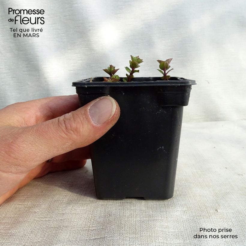 Mentha citrata Goût d'Orange Bio - Menta bergamotto Vasetto da 8/9 cm esemplare consegnato in inverno