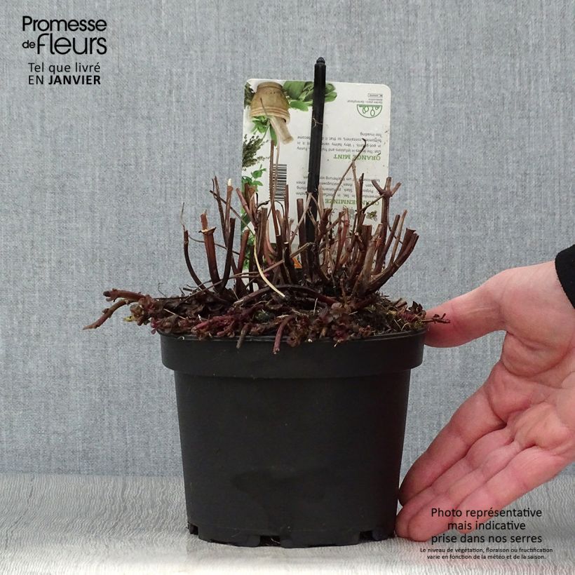 Mentha citrata Goût d'Orange - Menta bergamotto Vaso da 1,5L/2L esemplare consegnato in inverno