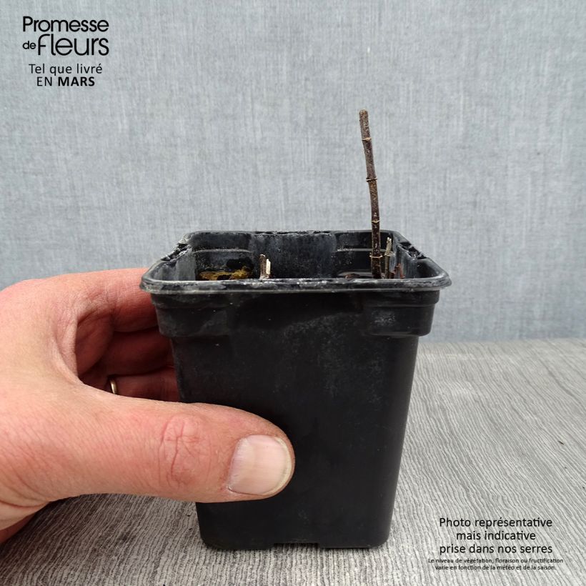 Mentastro verde Wintergreen Bio Vasetto da 8/9 cm esemplare consegnato in inverno