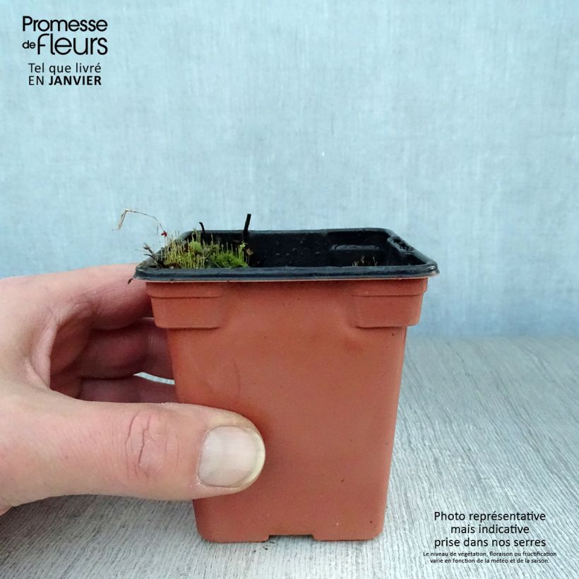 Mentha hemingwayensis Mojito Bio - Menta Vasetto da 7/8 cm esemplare consegnato in inverno