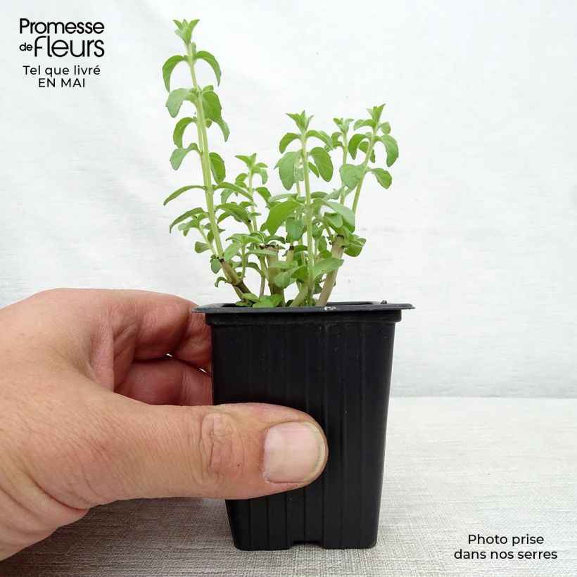 Mentha pulegium - Menta Vasetto da 8/9 cm esemplare consegnato in primavera