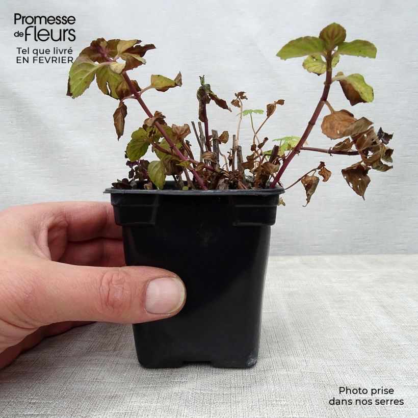 Mentha piperita Réglisse Bio - Menta piperita Vasetto da 7/8 cm esemplare consegnato in inverno